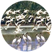 Kumarakom Bird Santury